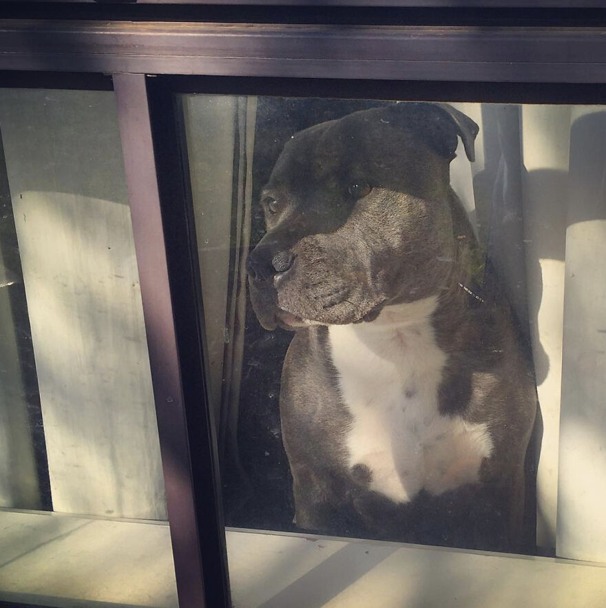 Unconditional Love And Mateship: The Impact Of Dogs On Growing Children