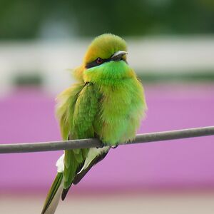 mugdhakalaskar avatar