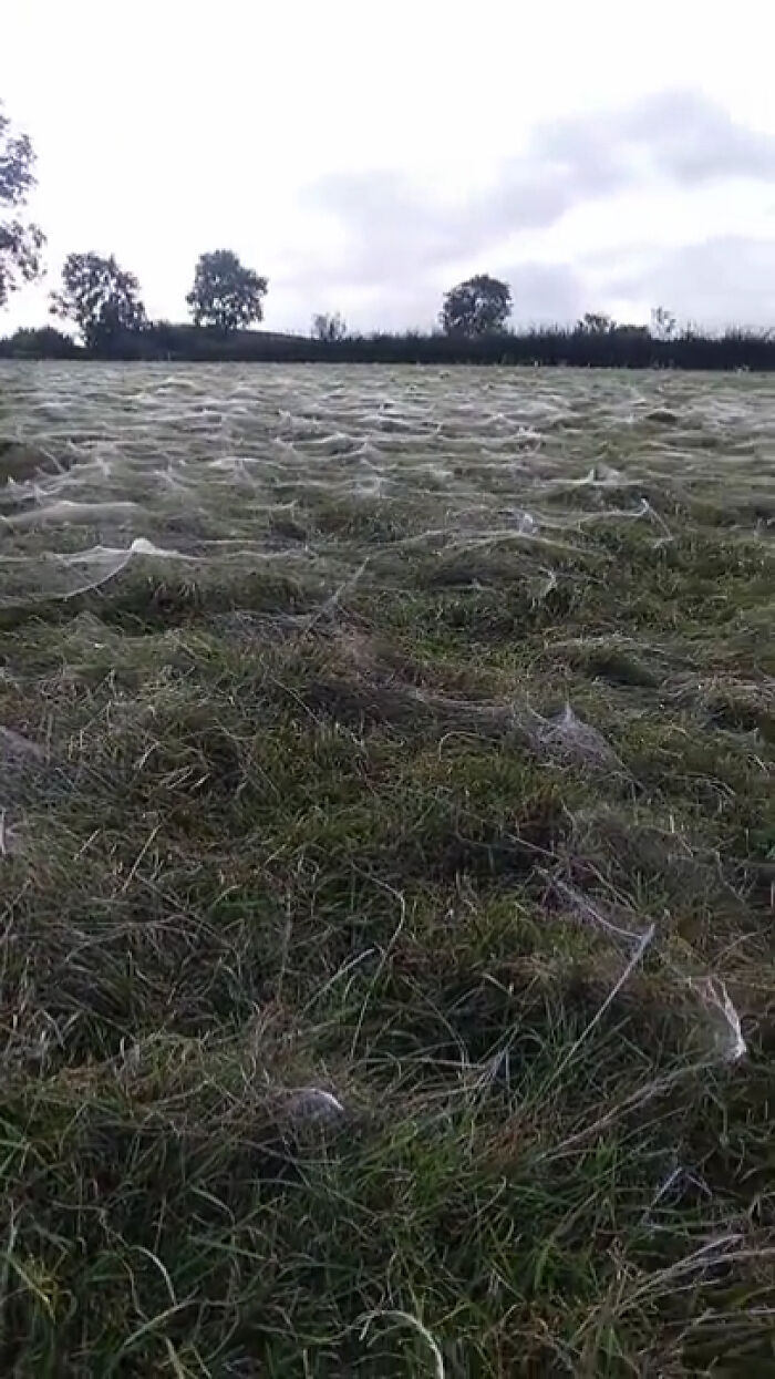 Spider Infestation, In A Field Near My Home, England