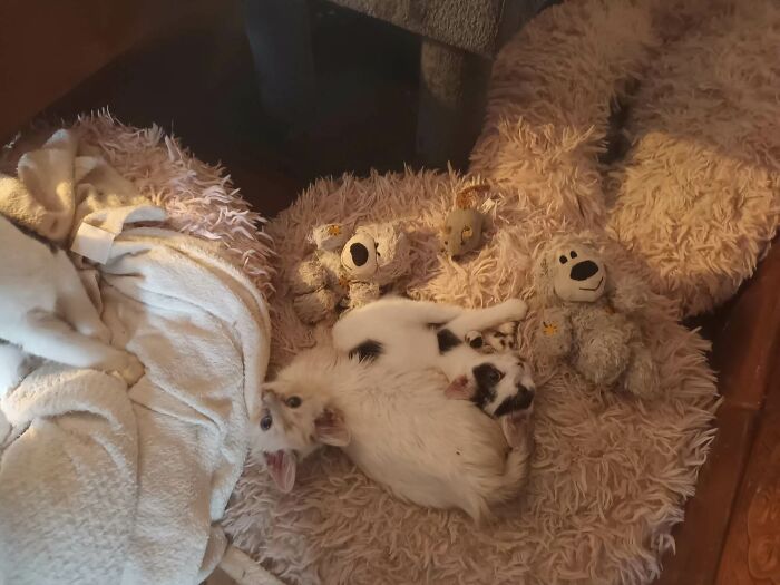 We Are Running Romania's Largest Cat Shelter With 300+ Cats Who Are In Need Of Help Everyday We Are Running Romania's Largest Cat Shelter With 300+ Cats Who Are In Need Of Help Everyday