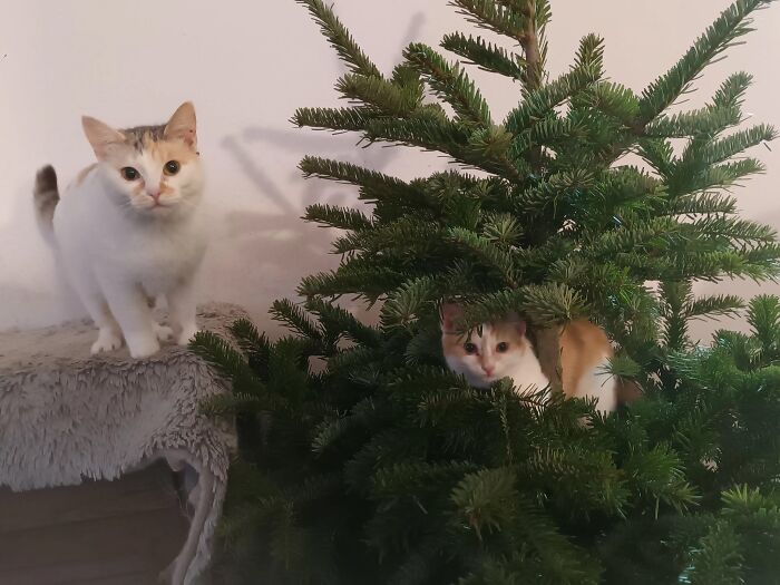 We Are Running Romania's Largest Cat Shelter With 300+ Cats Who Are In Need Of Help Everyday We Are Running Romania's Largest Cat Shelter With 300+ Cats Who Are In Need Of Help Everyday