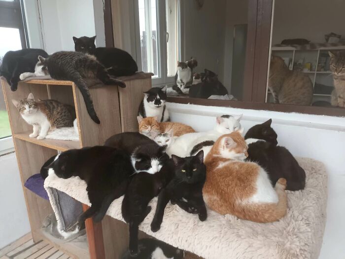 We Are Running Romania's Largest Cat Shelter With 300+ Cats Who Are In Need Of Help Everyday We Are Running Romania's Largest Cat Shelter With 300+ Cats Who Are In Need Of Help Everyday