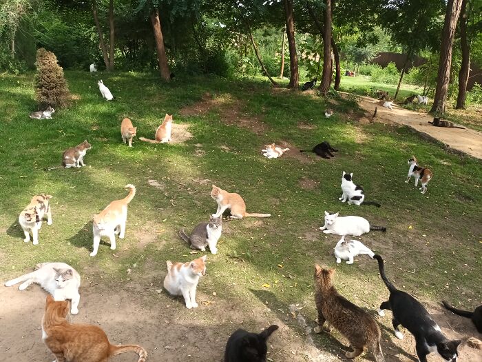 We Are Running Romania's Largest Cat Shelter With 300+ Cats Who Are In Need Of Help Everyday We Are Running Romania's Largest Cat Shelter With 300+ Cats Who Are In Need Of Help Everyday