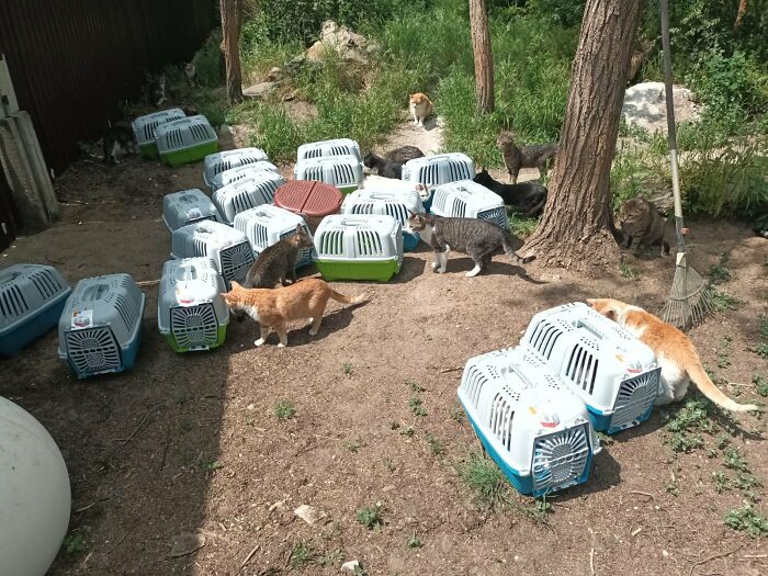 We Are Running Romania's Largest Cat Shelter With 300+ Cats Who Are In Need Of Help Everyday