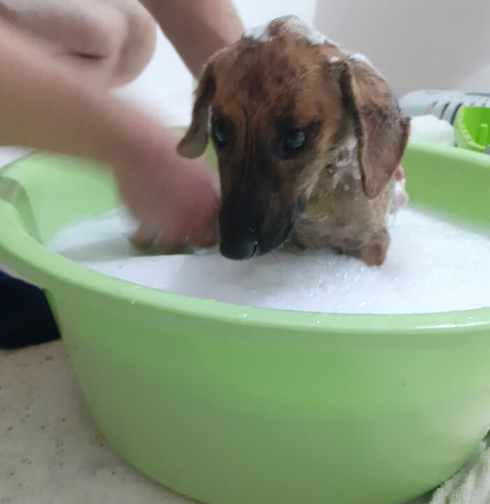 We Are Running Romania's Largest Cat Shelter With 300+ Cats Who Are In Need Of Help Everyday We Are Running Romania's Largest Cat Shelter With 300+ Cats Who Are In Need Of Help Everyday