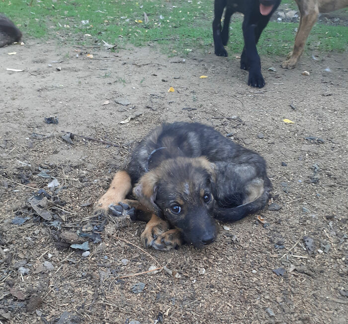 We Are Running Romania's Largest Cat Shelter With 300+ Cats Who Are In Need Of Help Everyday We Are Running Romania's Largest Cat Shelter With 300+ Cats Who Are In Need Of Help Everyday