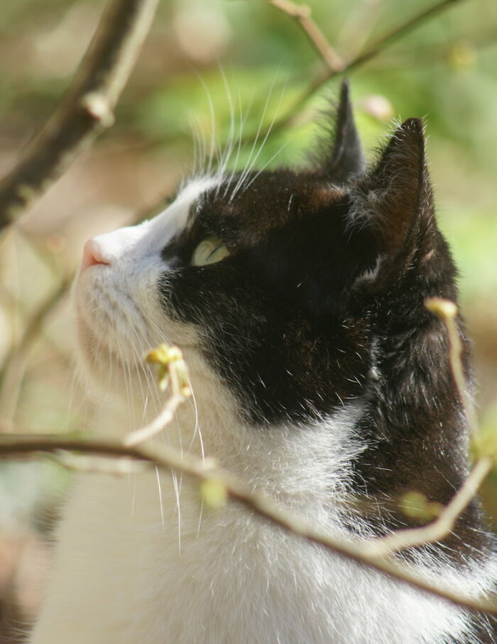 Winnie Marveling At The Wonders Of Springtime