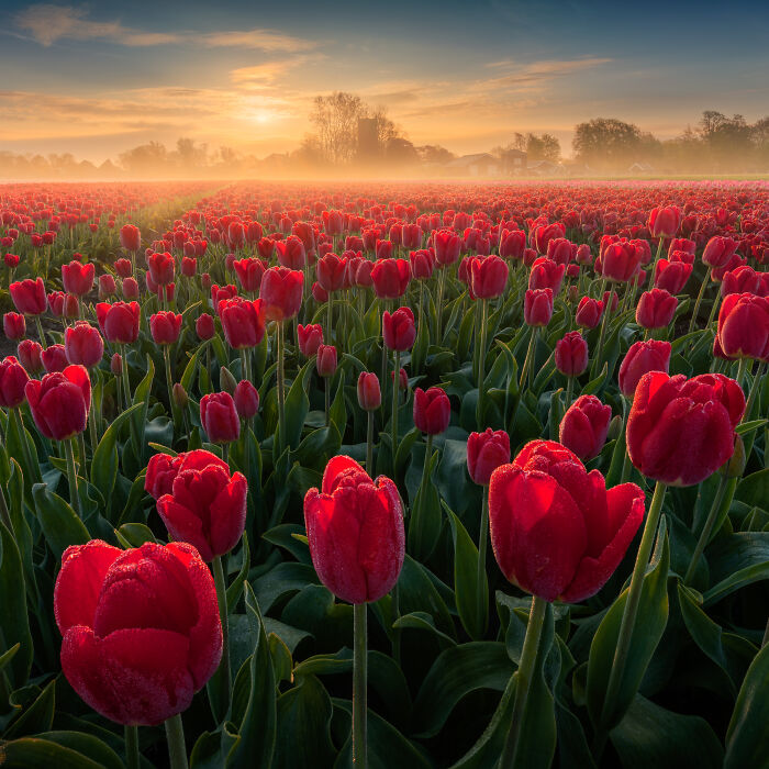 Spectacular Photos From This Year's Tulip Season In The Netherlands