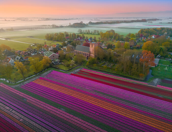 Spectacular Photos From This Year's Tulip Season In The Netherlands