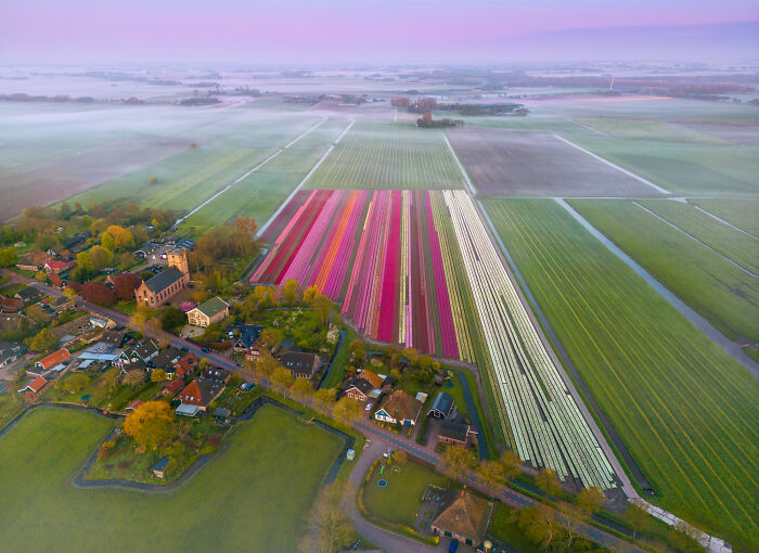 Spectacular Photos From This Year's Tulip Season In The Netherlands