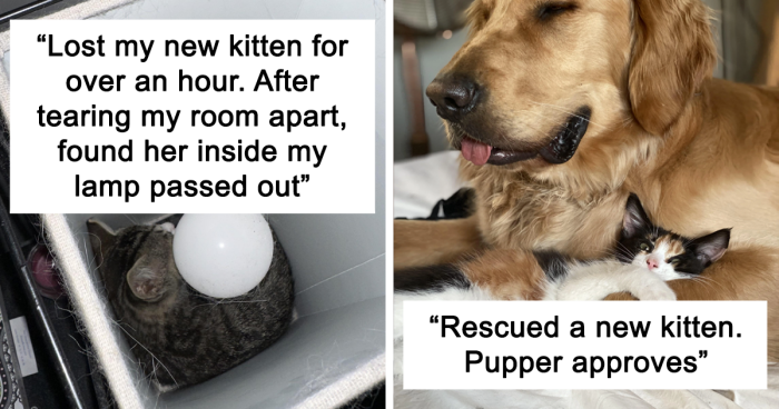 40-of-the-most-heartwarming-pics-and-stories-of-happily-adopted-pets