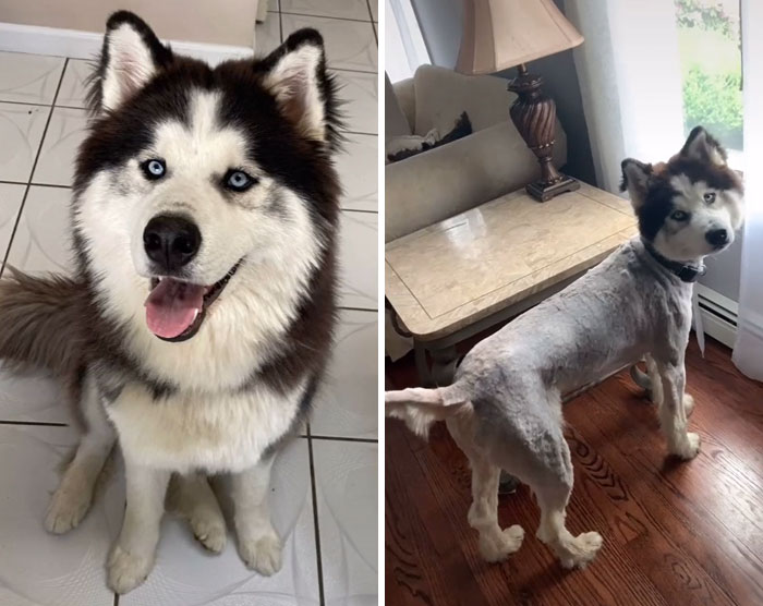 I Think The Groomer Gave Me The Wrong Dog
