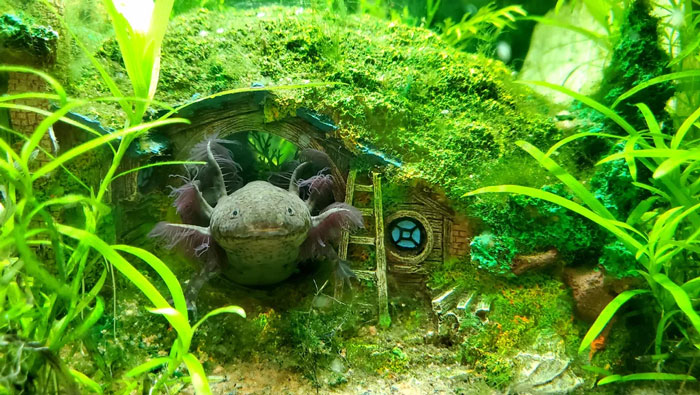 Hobbit hole on the bottom of aquarium