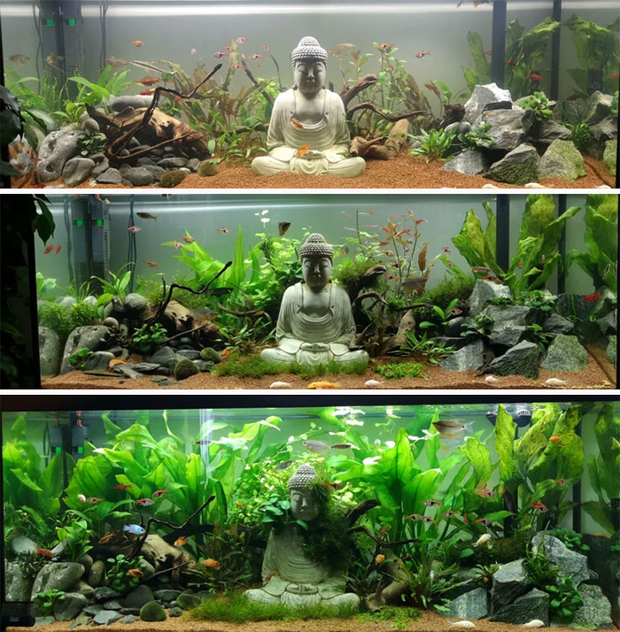 Buddha in the aquarium