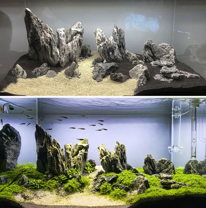 Rocks and fishes in the aquarium