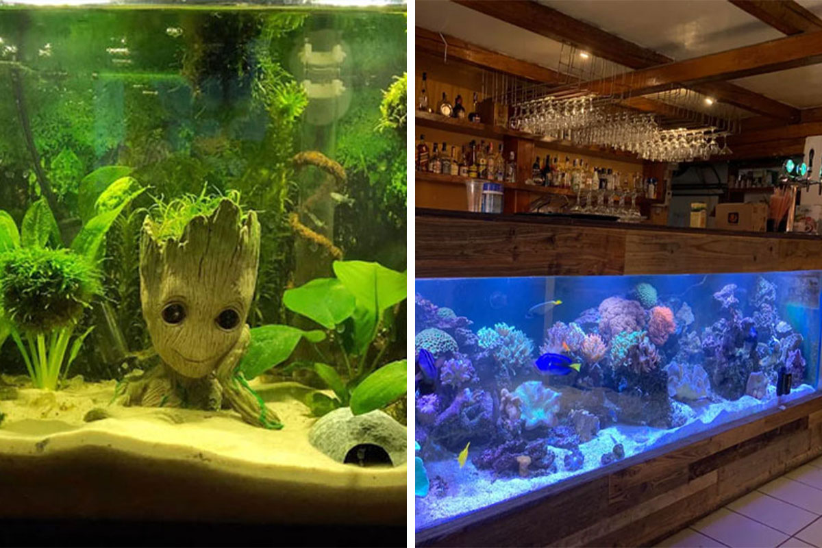 104 Stunning Aquarium Ideas, As Shared By People Online