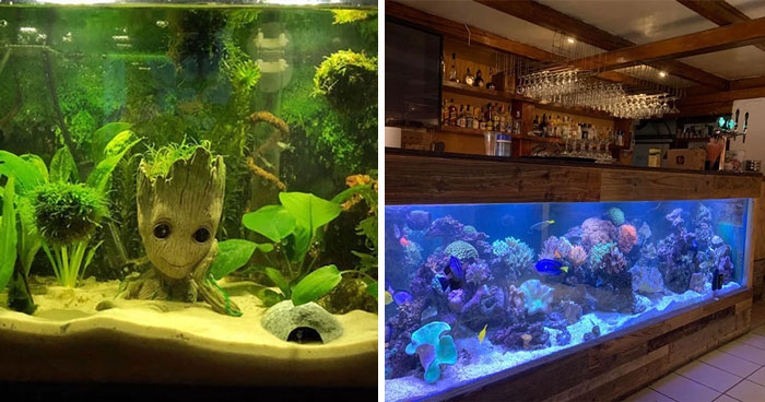 104 Stunning Aquarium Ideas, As Shared By People Online