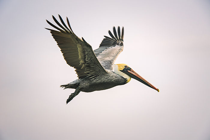 Colorful Pelican flying in the sky 