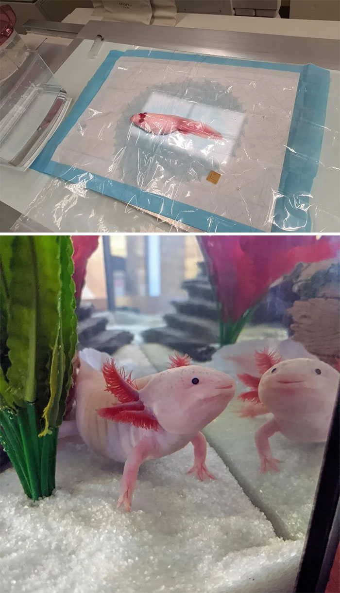 An Axolotl Getting An X-Ray, Before & After