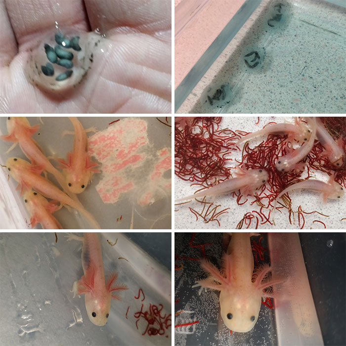 Cute axolotl pictures showing various stages of growth, including eggs and young axolotls swimming in tanks.