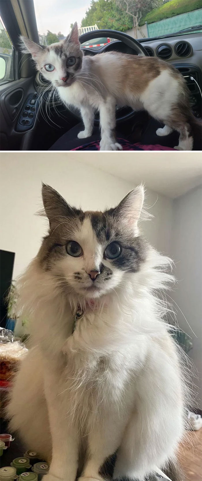 1 Year Update! Day 1 When We Rescued Her From A Trash Can, 1 Year Later She Suddenly Turned Into A Fluff Ball 🥰