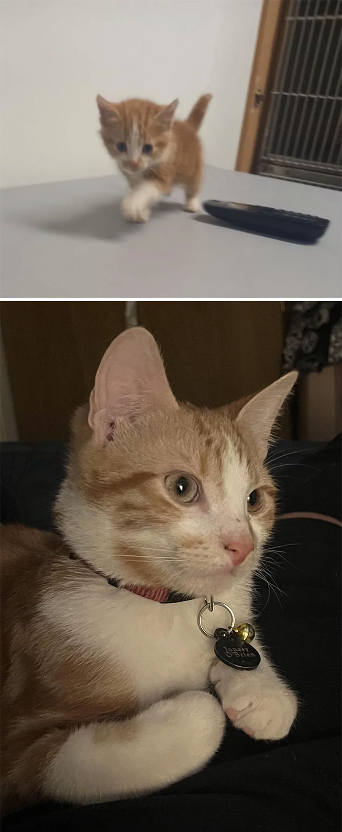 This Is Jonesy. He Had Been Thrown Into A Ditch. Here He Is Three Months Later
