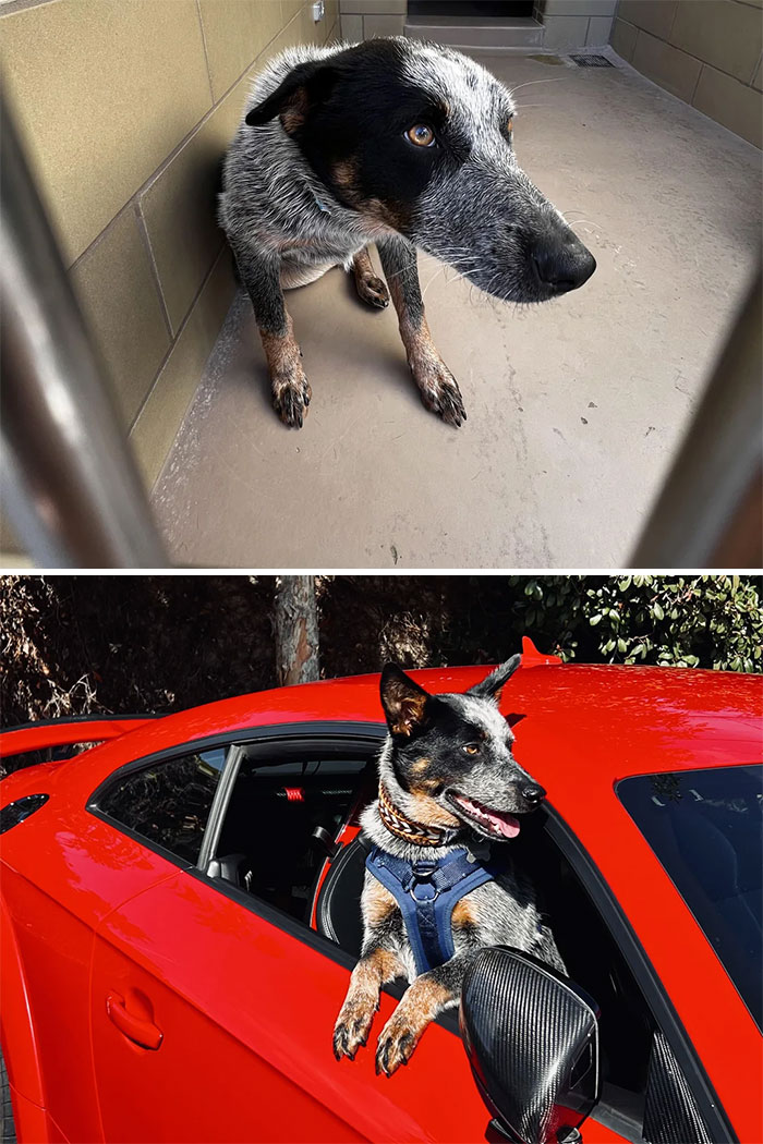 From Stray To Co-Pilot