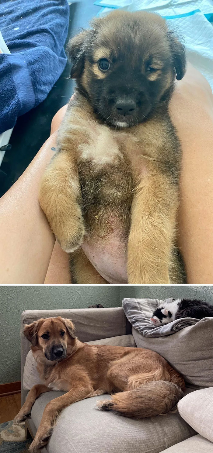 From Mangy Street Baby To Couch Potato