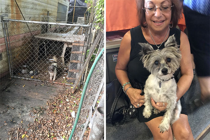 Azalea! Followed The Sounds Of A Dog Barking To Find This Poor Thing Living In A Gross Outdoor Kennel. Offered The People $50 For Her. Three Hours Later, She Was Already The “After” Pic At The Vet Being Held By Her New Foster Mom. Who Kept Her