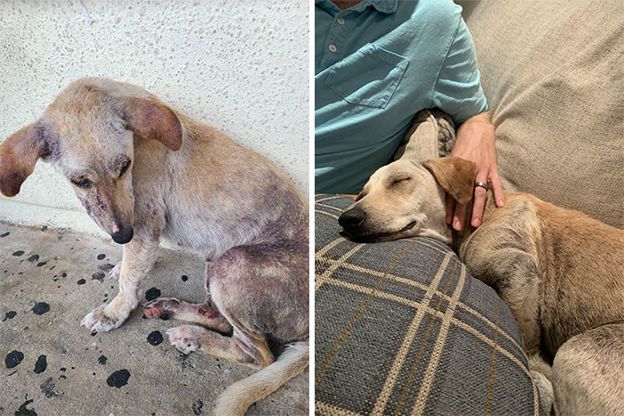 Ausra Was Guam Stray That Was Infested With Mange To The Point In Which She Could Barely Walk. Someone Posted Her Pictures On Fb And We Took Her In And Healed Her Up. Now She’s Loving Life With Us In Our New Home In Chicago