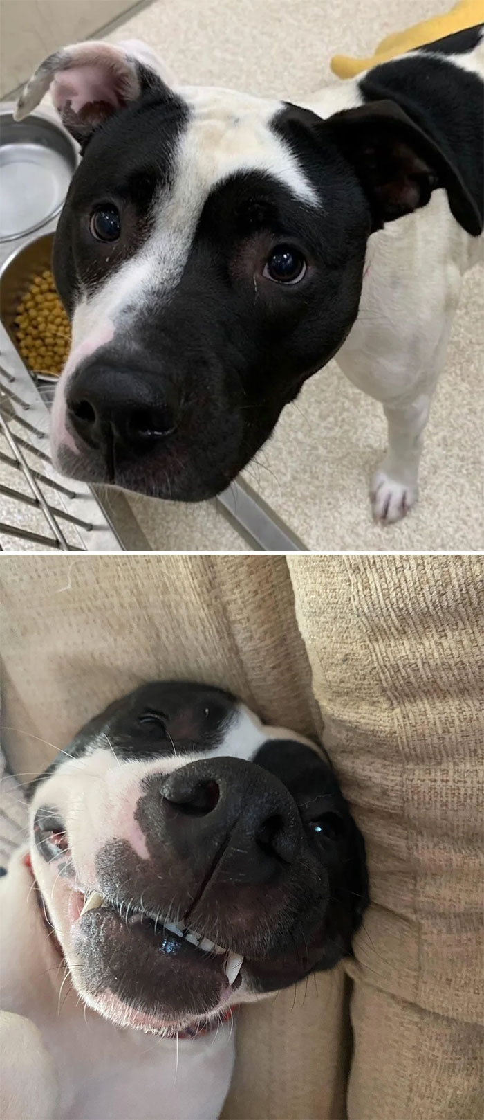 Meeko, antes y después de ser adoptado