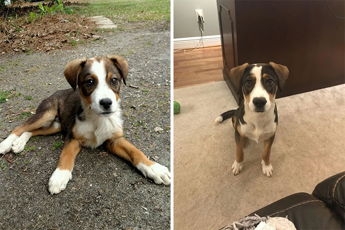 Somebody Dumped My Sweet Boy On The Side Of The Road When He Was Just A Tiny Puppy. Four Years Later And He Has Turned Into Such A Handsome Boy!!