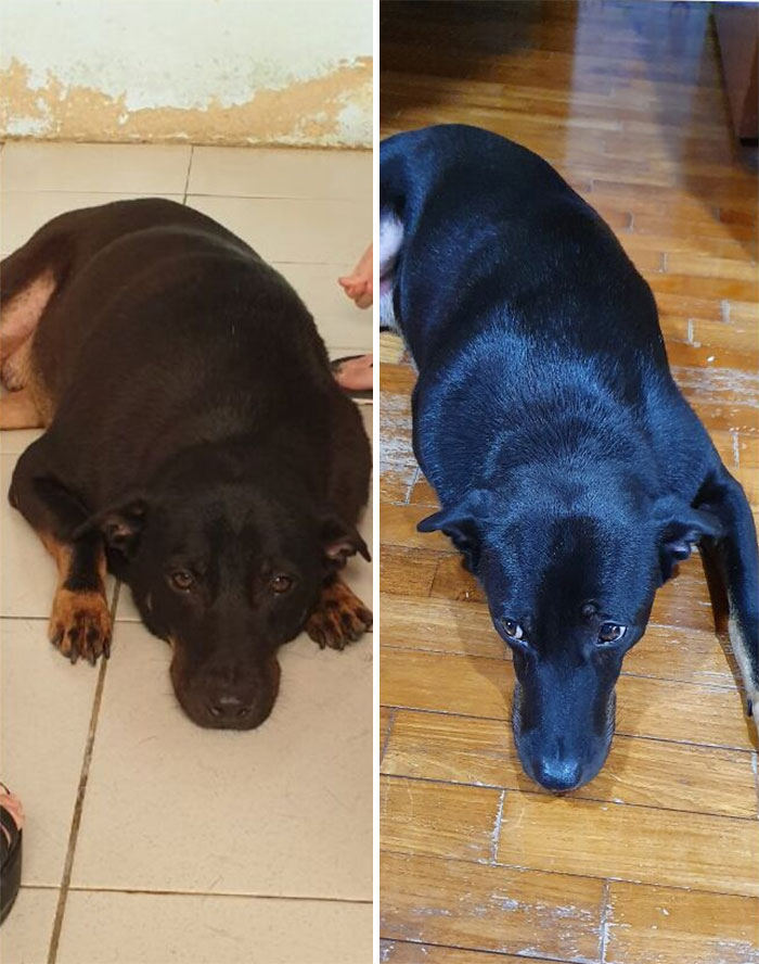 Vader Was A Chonky Boy Who Couldn't Walk 10 Minutes Without Panting Heavily. 2 Months Later And He's Starting To Have The Zoomies!