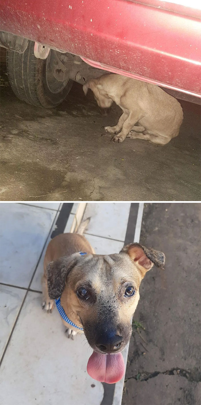 Meet Dog: Our Street Rescued Dog That We Weren't Planning To Keep It (The Name Says It All Lol) And A Fighter! He Is In Treatment For Leishmaniasis Since September 2020, And Now He Is Ready To Take The Medicine That Can Decrease The Disease To Almost 0%, Since There's No Cure. He Is My Hero Boy!!