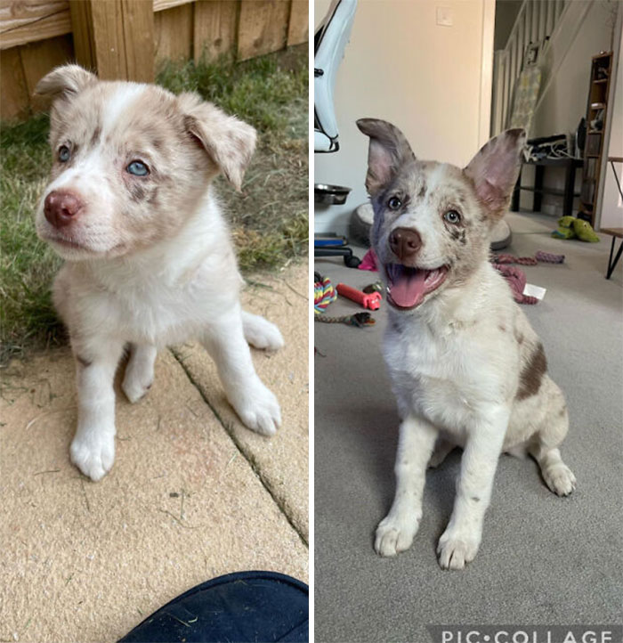 Always Amazed At How Quickly They Grow Up! 8 Weeks When She Came Home With Me vs. 12 Weeks Today
