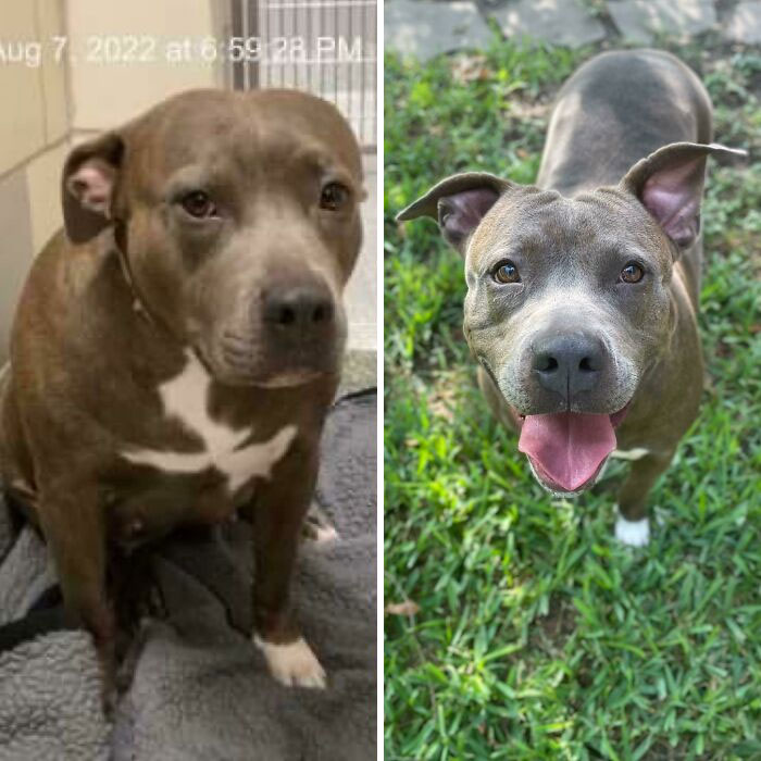Shelter Pic vs. First Day In A Foster Home ❤️
