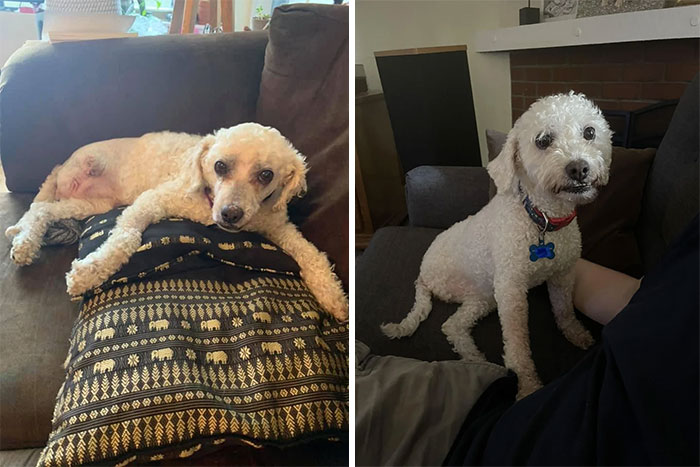 Patricia Arquette The 3-Legged Poodle! We Are Her Third Home But We Will Keep Her Forever (Repost For Dog Tag Privacy)