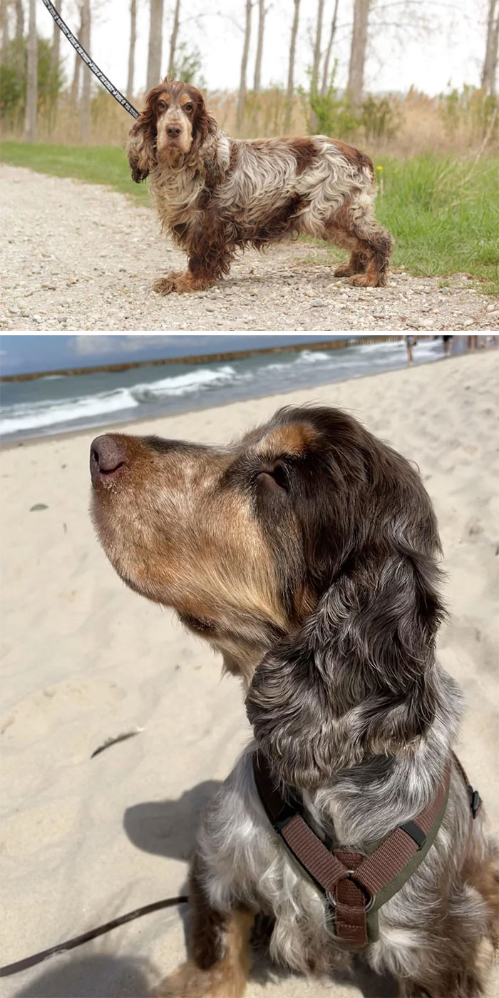 From Slovakian-Rescue To Beach-Loving-Couch-Potato!