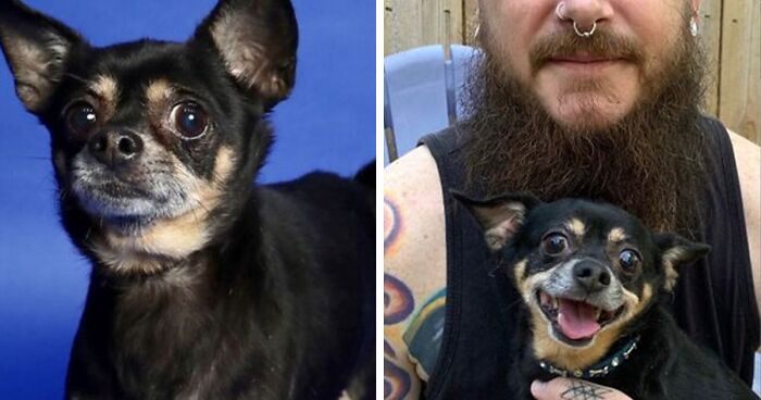 40 Pictures Of Dogs’ Before-And-After Transformations Post Adoption To Melt Your Heart (New Pics)