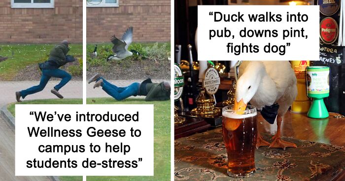 50 “Cursed” Pictures Shared By The ‘Birds With Threatening Auras’ Online Page