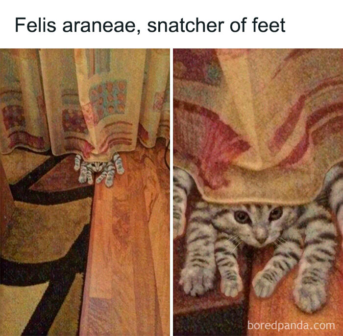 Felis Araneae, Snatcher Of Feet