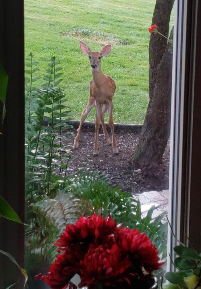 Looked Up From My Desk To See This Little Guy Saying Hello. Made My Day!
