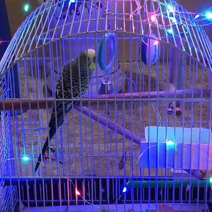 bernadinechetty avatar