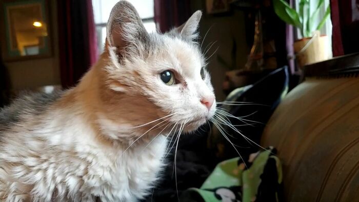 This Elder Cat Has Outlived Her Previous Owners And Now Lives With 2 Other Cats That Are Each A Decade Apart This Elder Cat Has Outlived Her Previous Owners And Now Lives With 2 Other Cats That Are Each A Decade Apart
