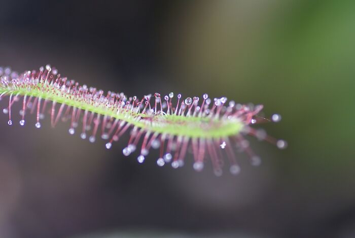 close up view of Drosera Capensis plant