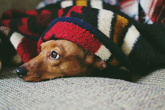 Brown dog laying under a blanket 
