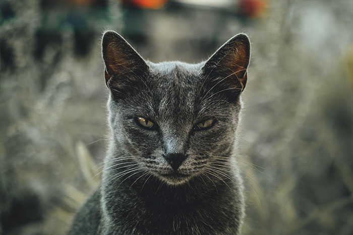 Gray cat looking straight