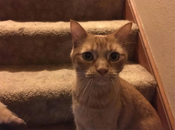 Ginger cat sitting on stairs