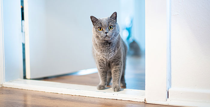 Cat standing near opened-door