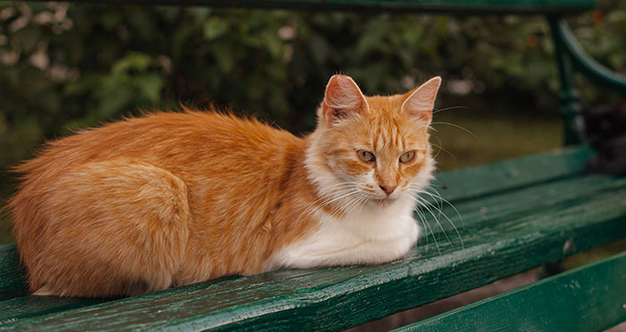 Cat sitting on green wooden bench